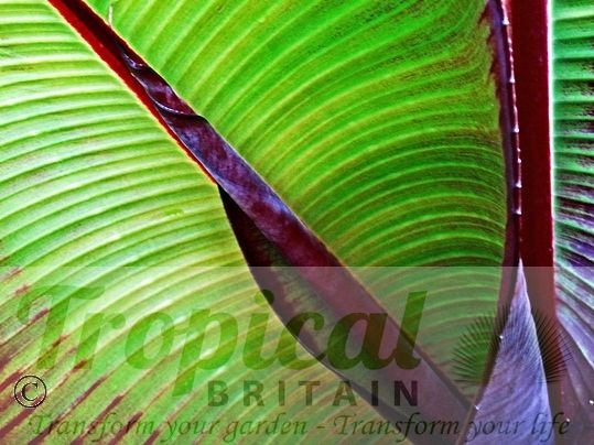 Ensete ventricosum 'Maurelii'