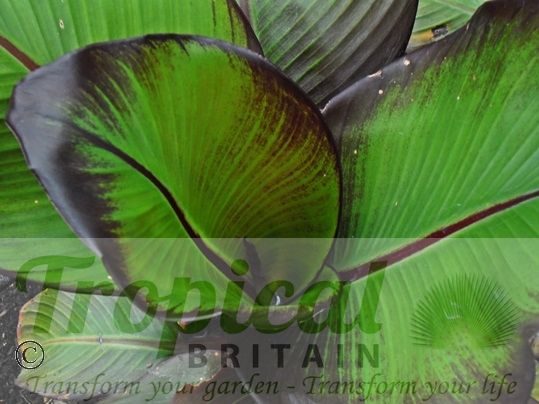 Ensete ventricosum 'Maurelii'