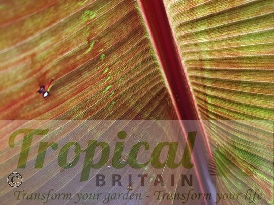 Ensete ventricosum 'Maurelii'
