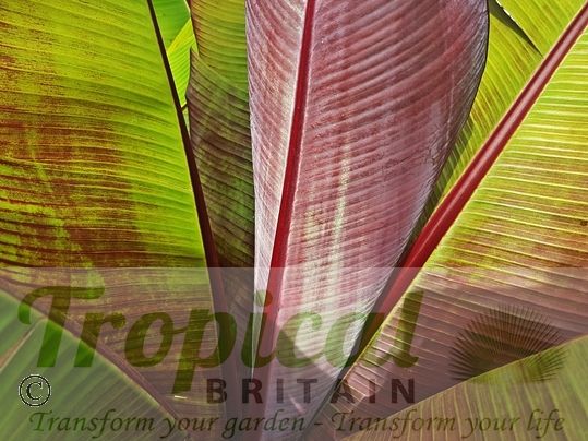 Ensete ventricosum 'Maurelii'