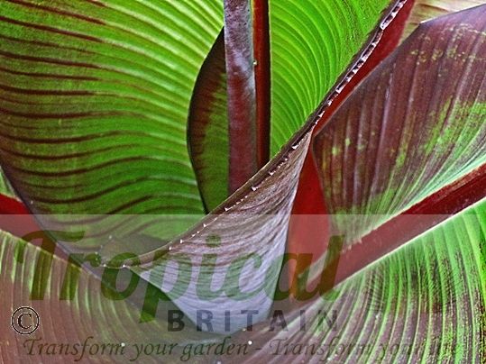 Ensete ventricosum 'Maurelii'