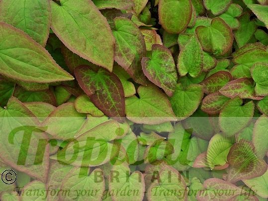 Epimedium x rubrum