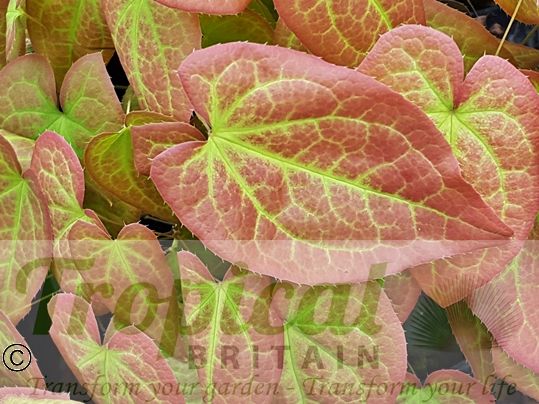 Epimedium x rubrum