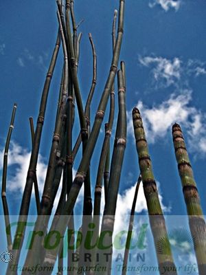 Equisetum hyemale