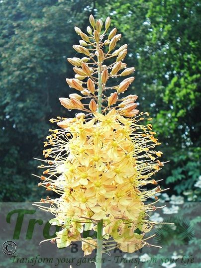 Eremurus 'Cleopatra'