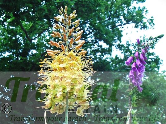 Eremurus 'Cleopatra'