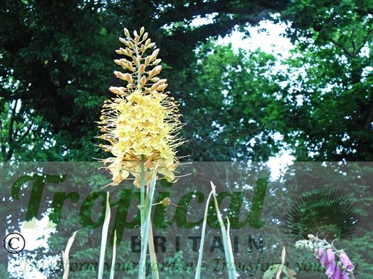 Eremurus 'Cleopatra'