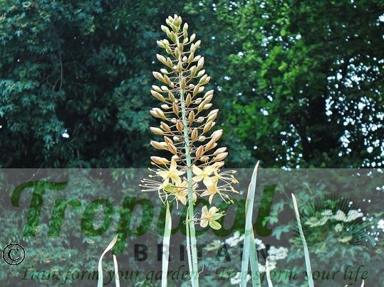 Eremurus 'Cleopatra' - flowers open from the base