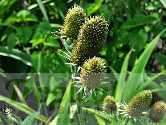 Eryngium agavifolium