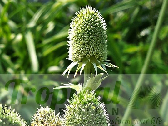 Eryngium agavifolium