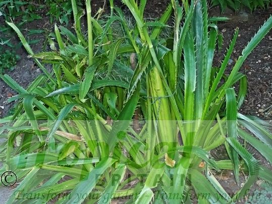 Eryngium agavifolium