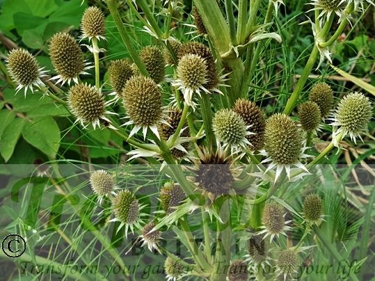 Eryngium agavifolium