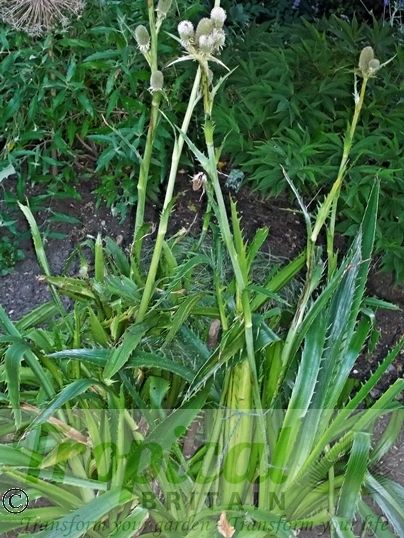 Eryngium agavifolium