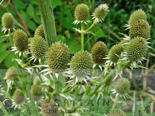 Eryngium agavifolium