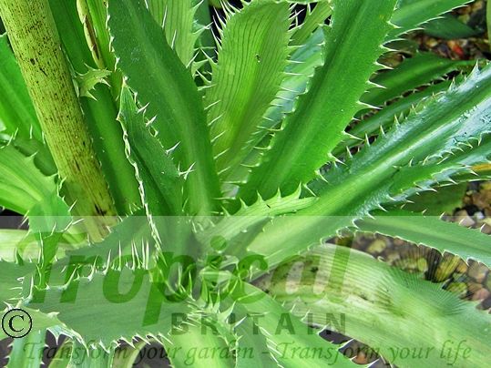 Eryngium agavifolium
