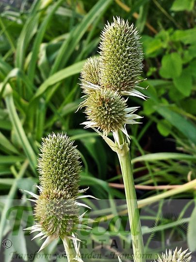 Eryngium agavifolium