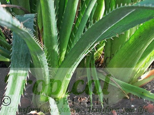 Eryngium pandanifolium