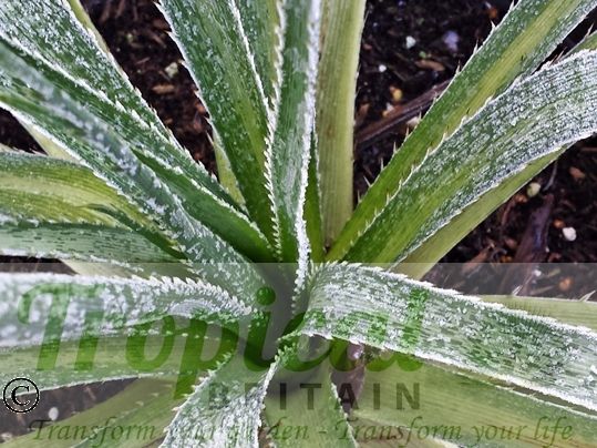 Eryngium pandanifolium -  a young plant in frost at about -5C
