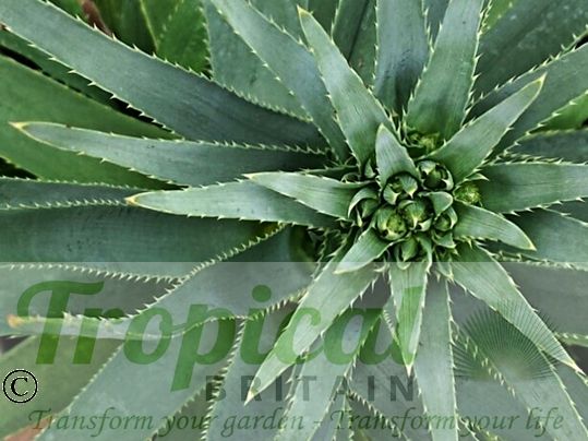 Eryngium pandanifolium