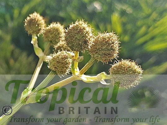 Eryngium pandanifolium
