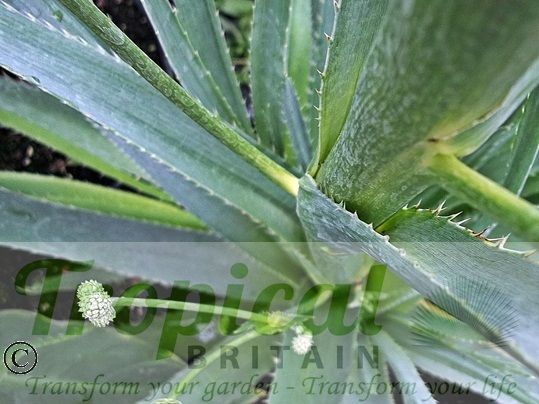 Eryngium pandanifolium