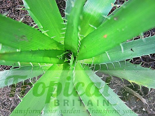 Eryngium paniculatum - young plant