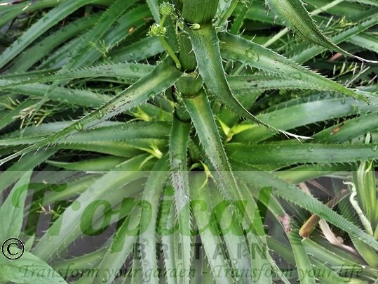 Eryngium paniculatum