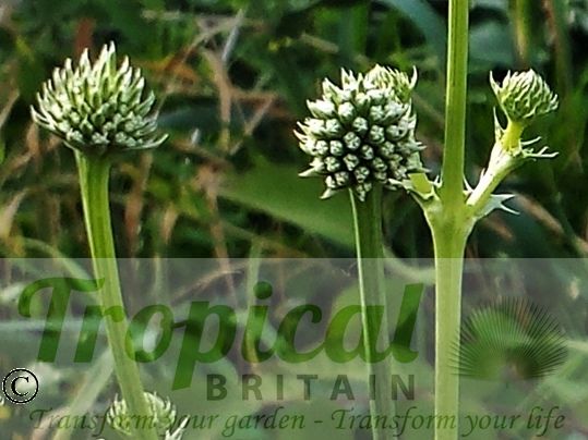 Eryngium paniculatum