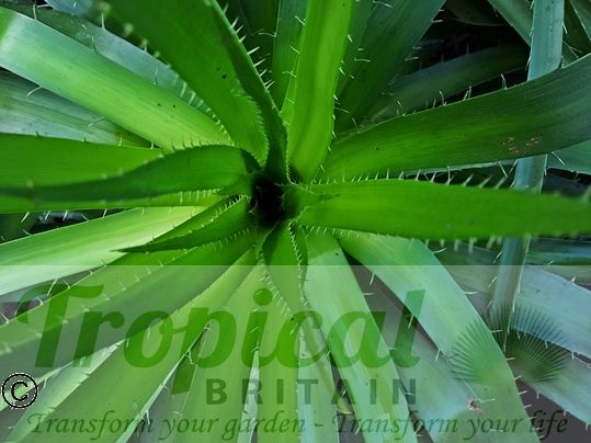 Eryngium paniculatum