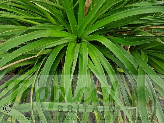 Eryngium paniculatum