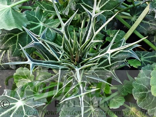 Eryngium variifolium