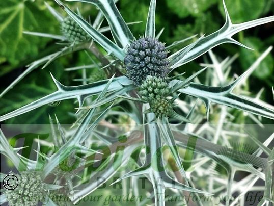 Eryngium variifolium