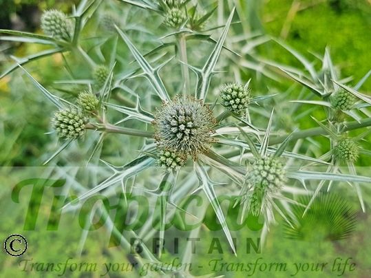 Eryngium variifolium