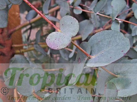 Eucalyptus gunnii