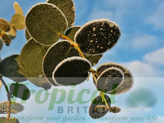 Eucalyptus gunnii