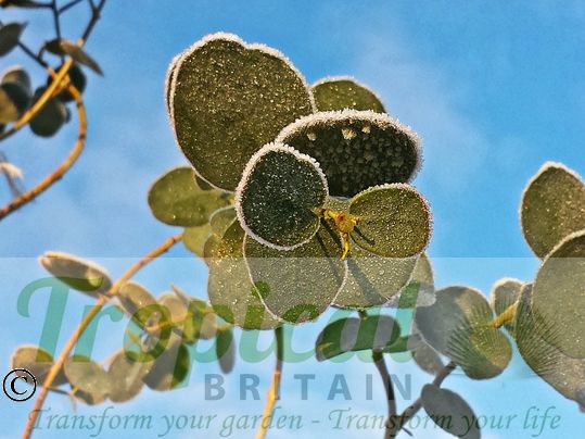 Eucalyptus gunnii
