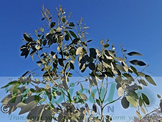 Eucalyptus gunnii