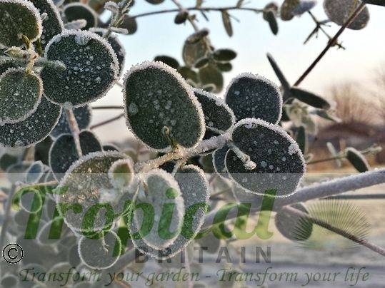 Eucalyptus gunnii