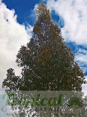 Eucalyptus nitens