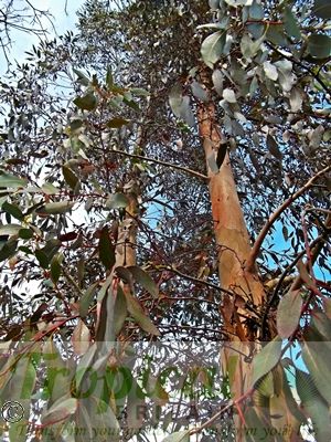 Eucalyptus nitens