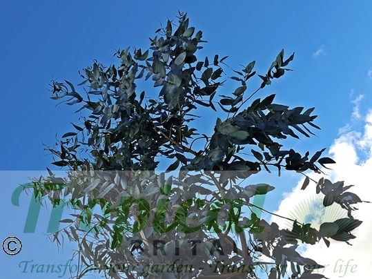 Eucalyptus nitens