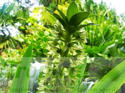 Eucomis autumnalis ssp. autumnalis