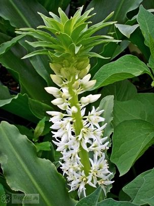 Eucomis autumnalis ssp. autumnalis