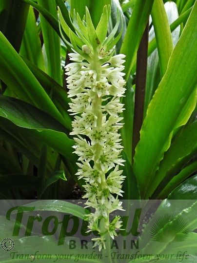 Eucomis autumnalis ssp. autumnalis