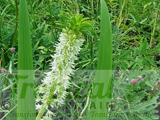 Eucomis autumnalis ssp. autumnalis