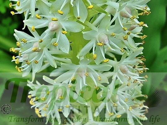 Eucomis autumnalis ssp. autumnalis