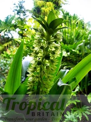 Eucomis autumnalis ssp. autumnalis
