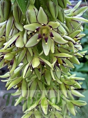 Eucomis bicolor
