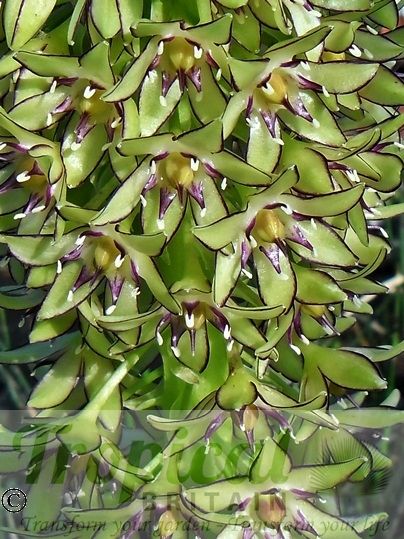 Eucomis bicolor