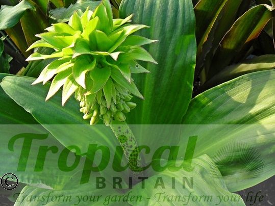 Eucomis bicolor